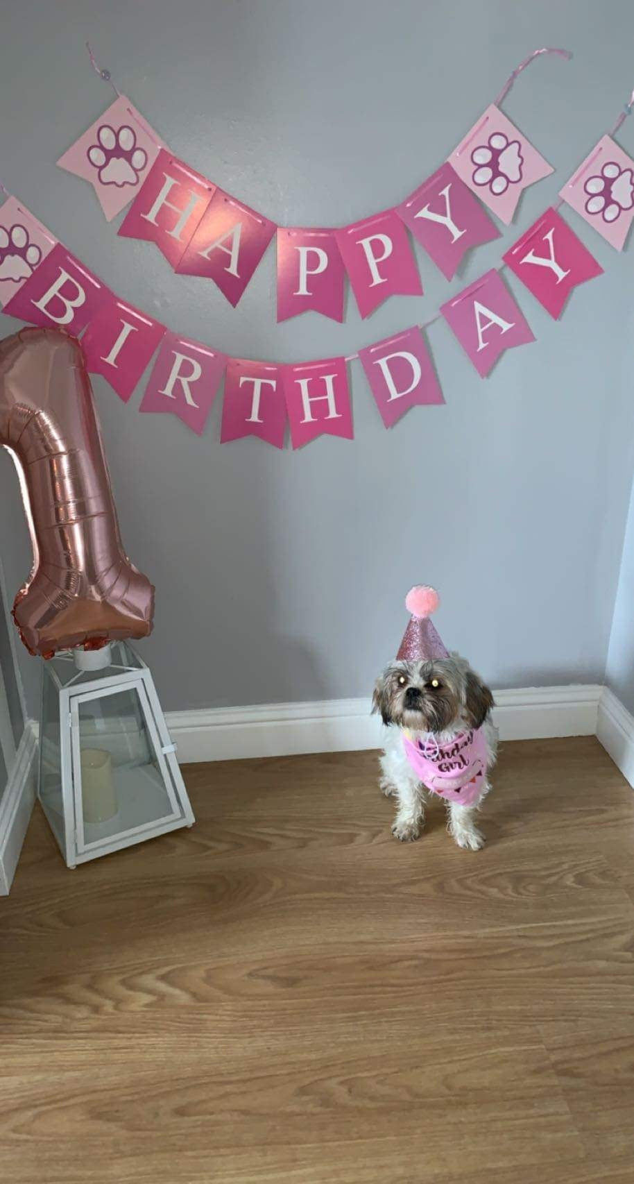 Dog party outfit 4 pieces Girl