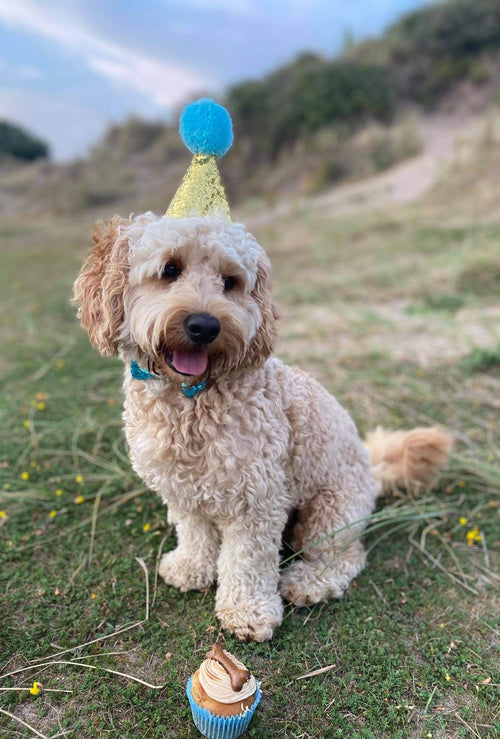 Dog party outfit 4 pieces Boy